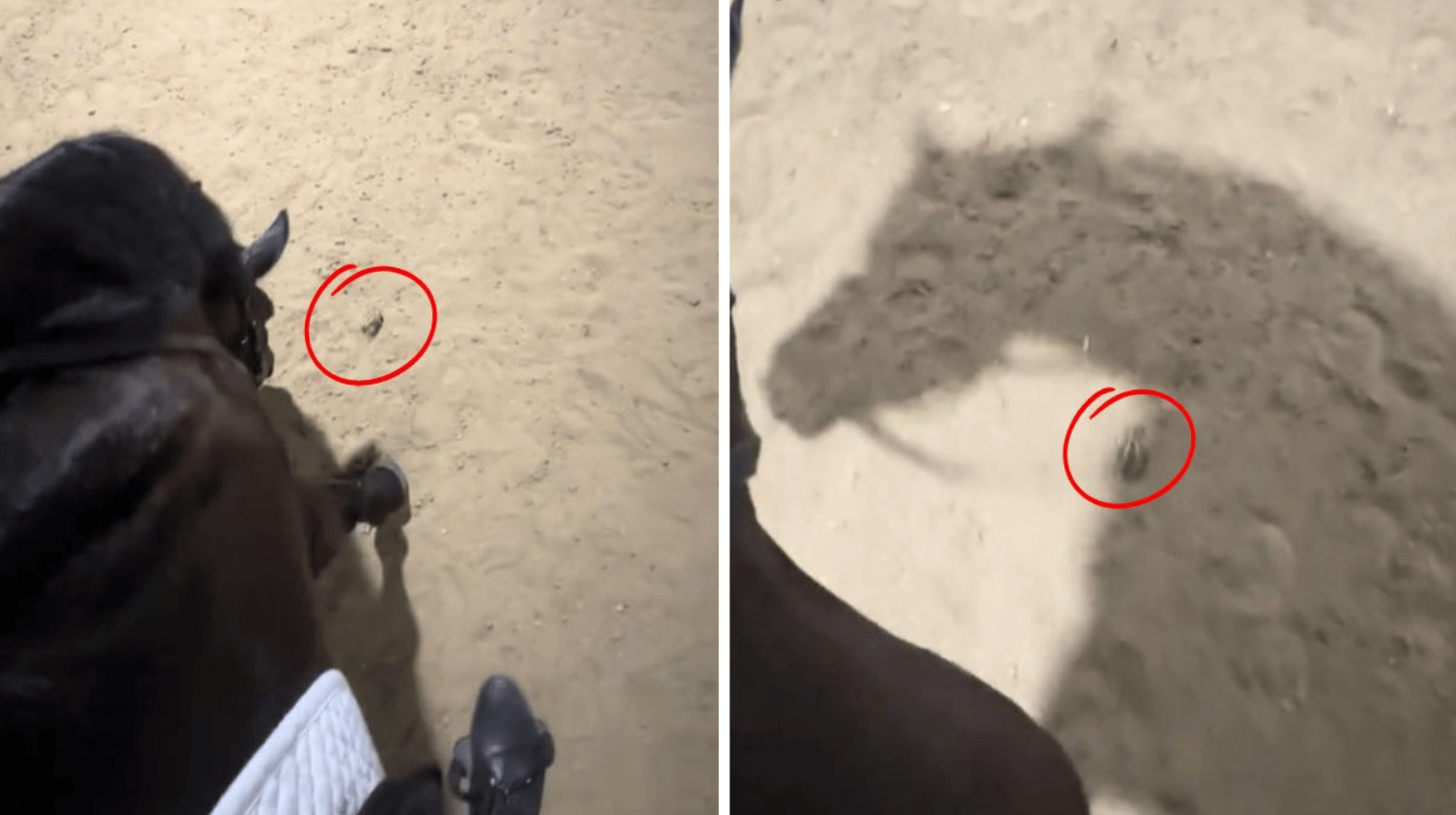 Images show a horse chasing a new frog friend across the arena.