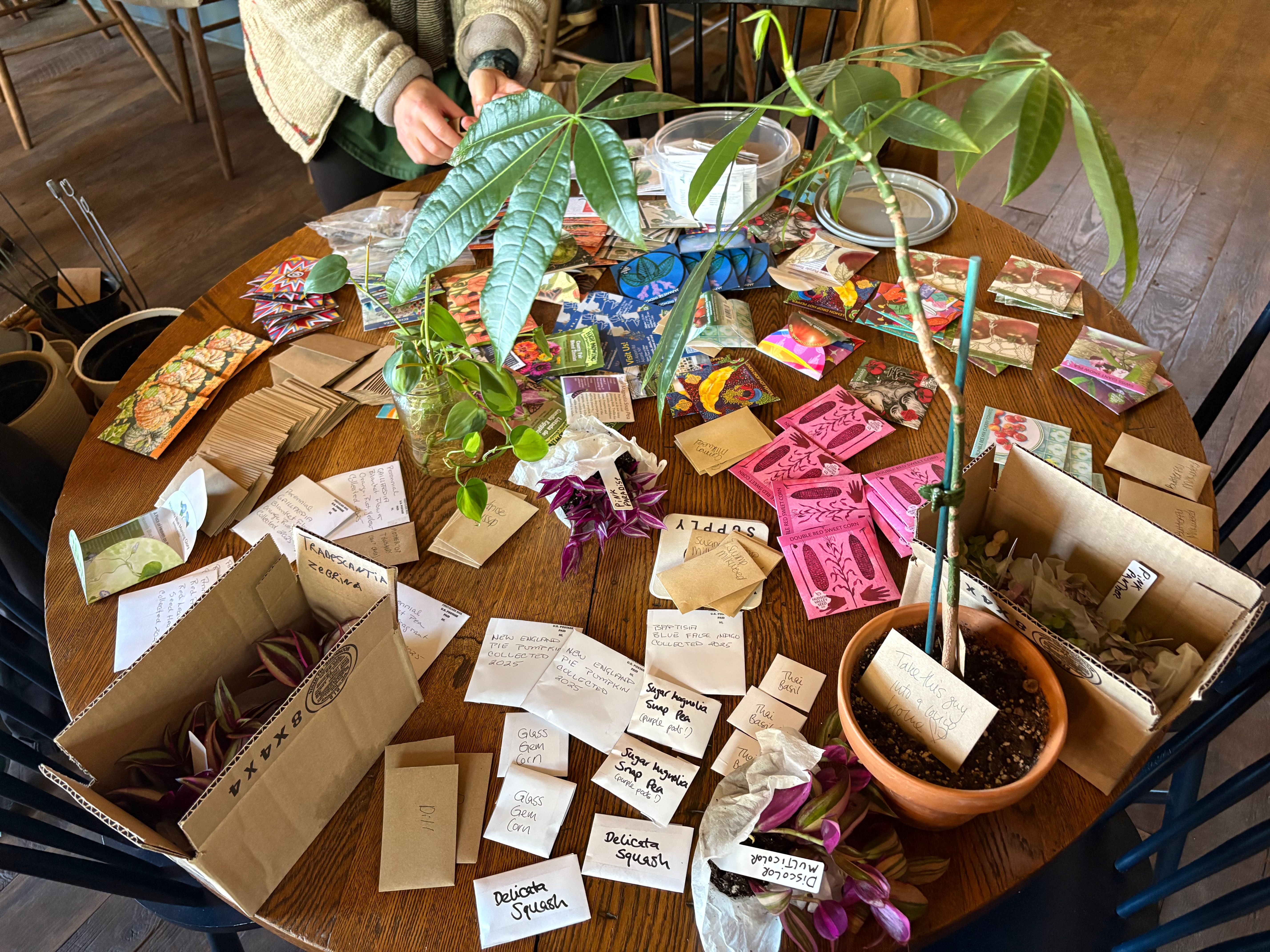 A table covered with seeds also some cuttings and one full blown plant