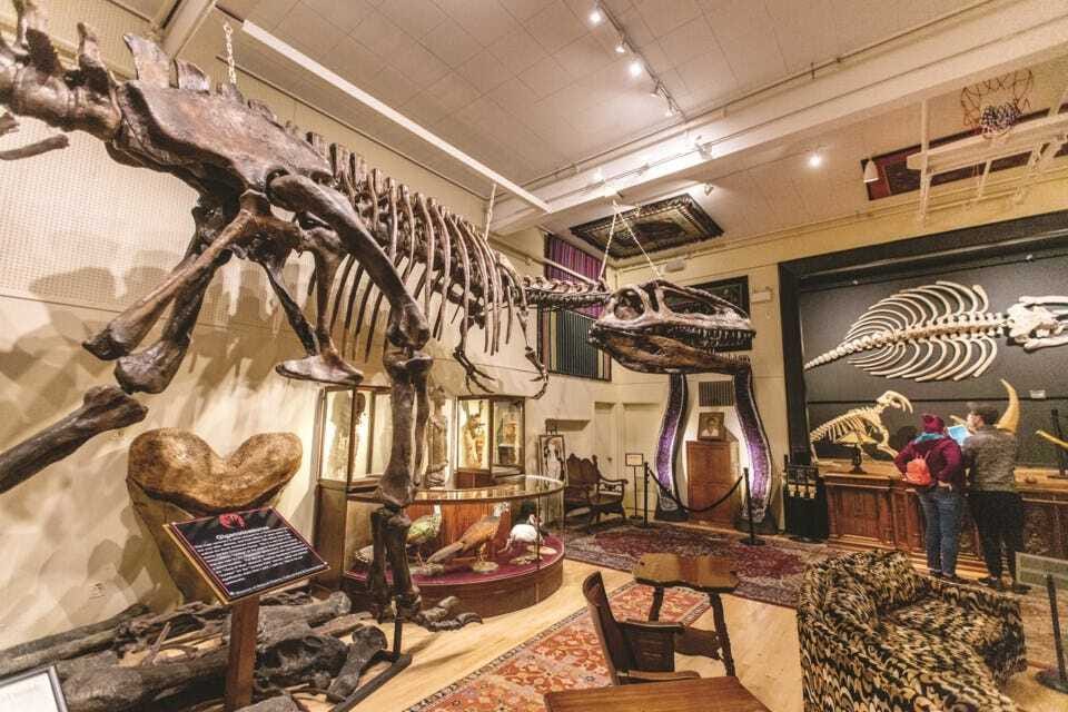 Giganotosaurus display in the Hand of Man Museum. The variety of items on display speaks to Shockey’s varied interests and experiences. He has anatomically correct casts of dinosaur skeletons presented alongside real Megalodon teeth. DARREN STONE, TIMES COLONIST