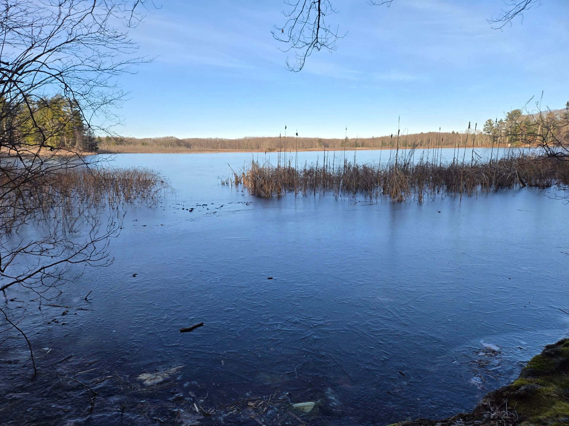 A large iced-over pond with small peninsulas of dry reeds jutting out into the middle on a sunny day, with wisps of clouds in the sky. Thick forest lines the far bank.