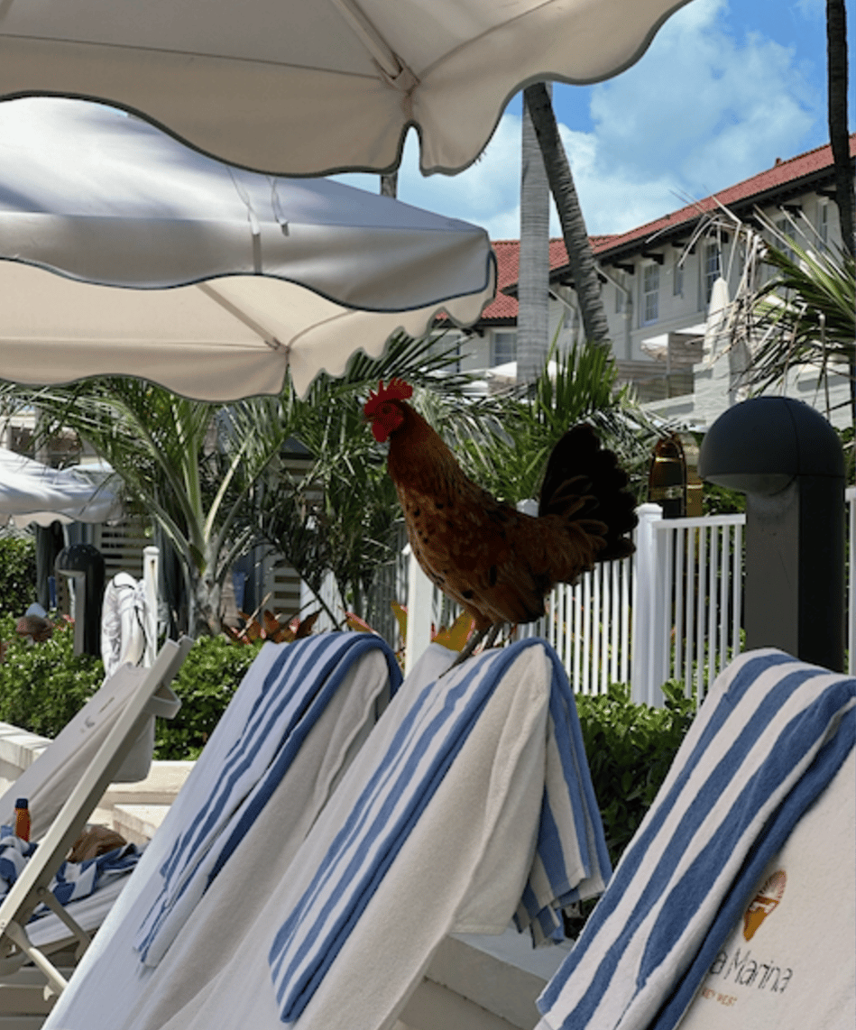 Even the Roosters Enjoy the Casa Marina