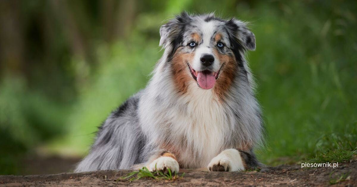 owczarek australijski aussie blue merle leży na ziemi