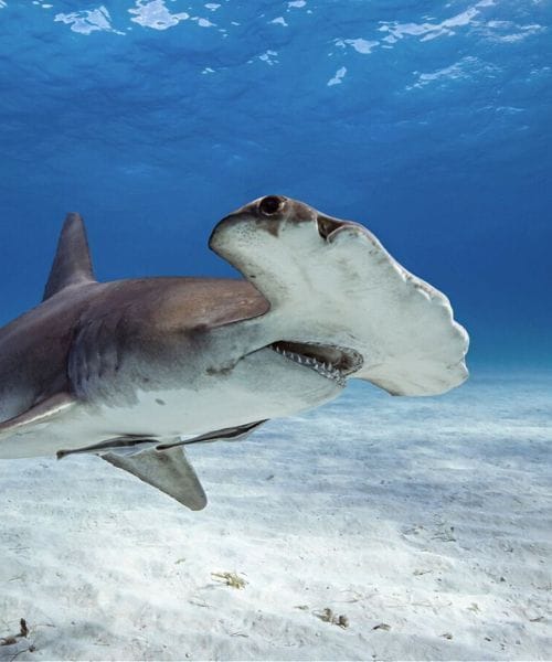 hammerhead shark