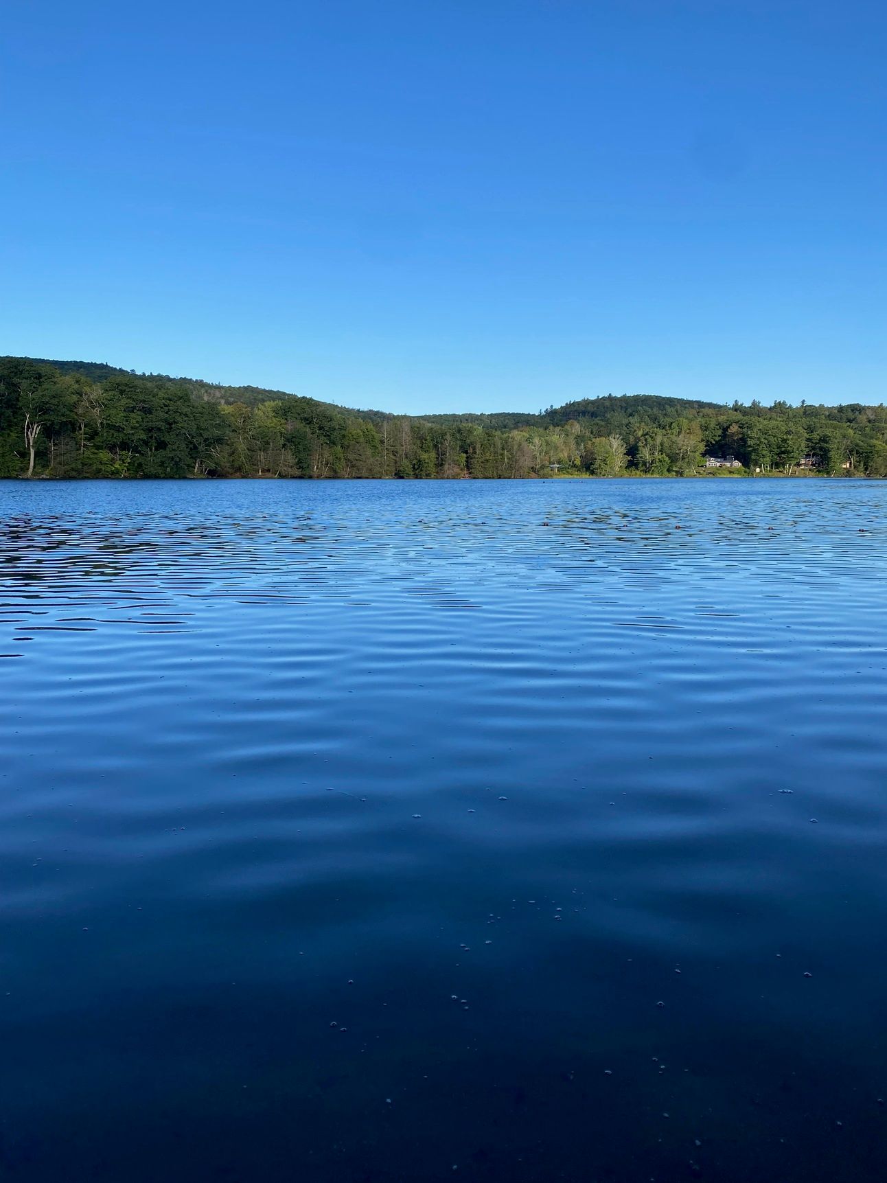 Ashfield Lake on a clear day, the sky a deep blue, the lake’s surface dark and rippled.