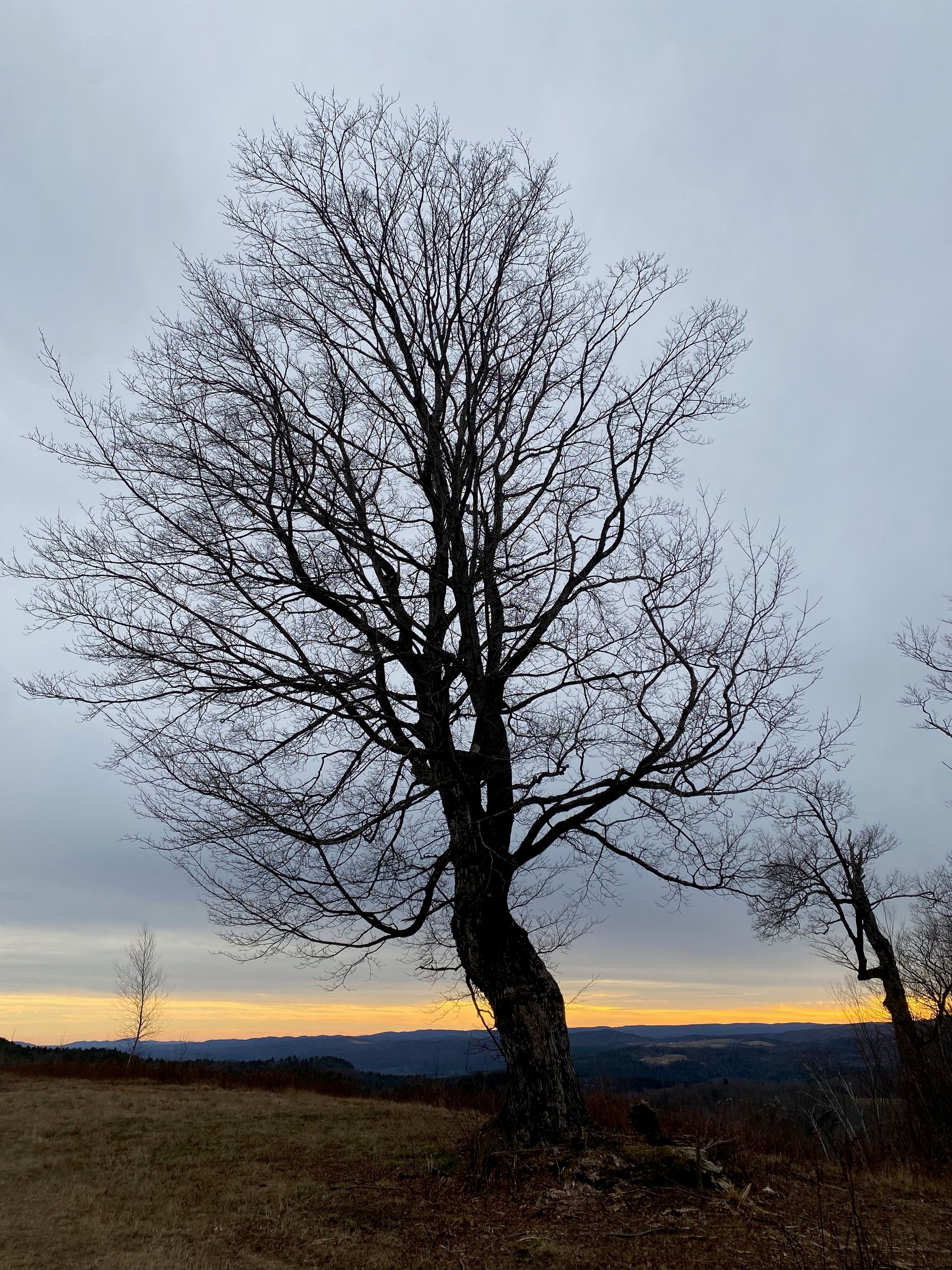 A large maple tree on a ridgetop field at sunset, against a cloudy sky, with a pale band of gold on the horizon.