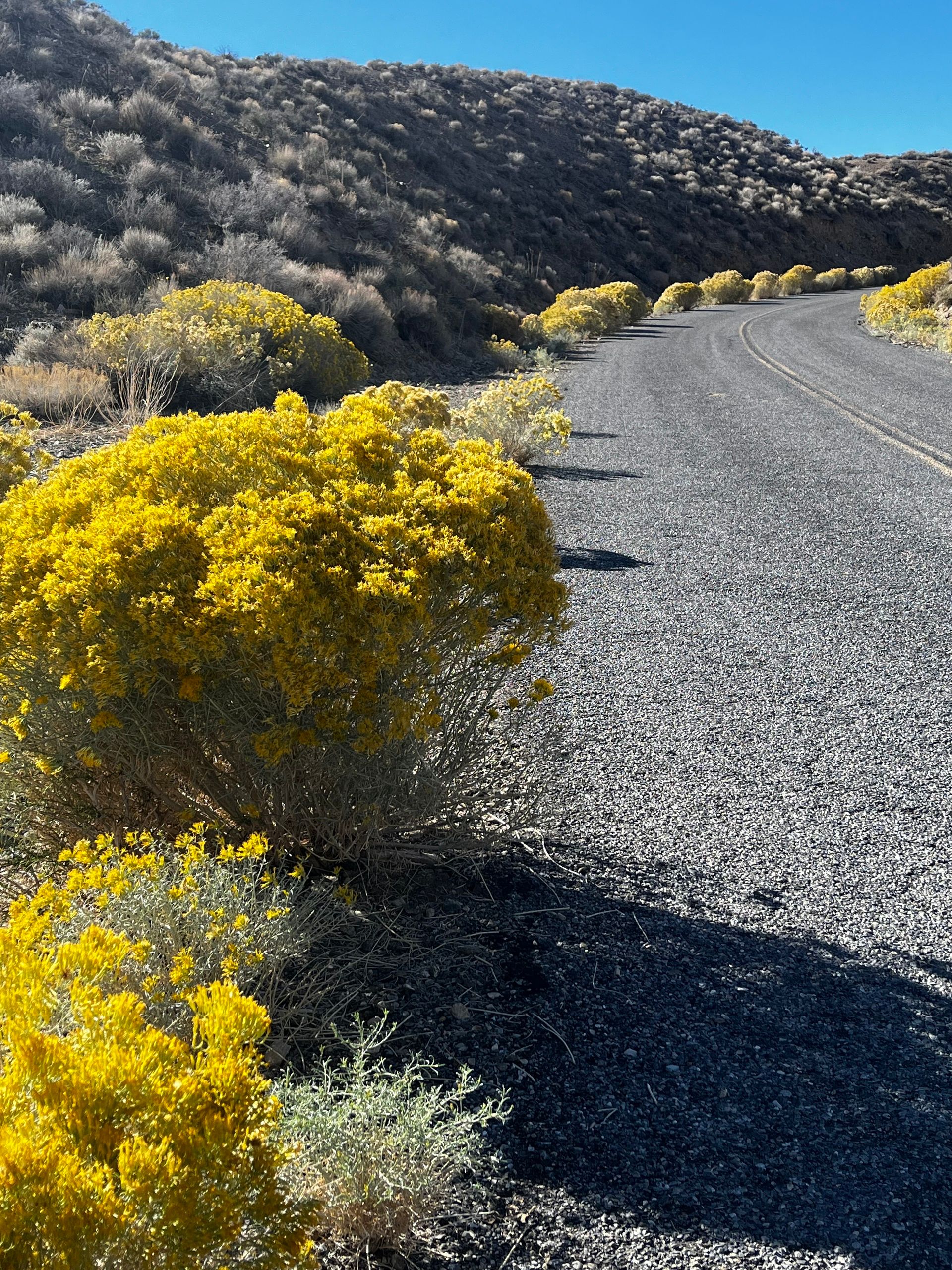 Last months' photo of the yellow bouquets lining the 2-lane desert road with silver colored plants climbing the hillside away from the road.