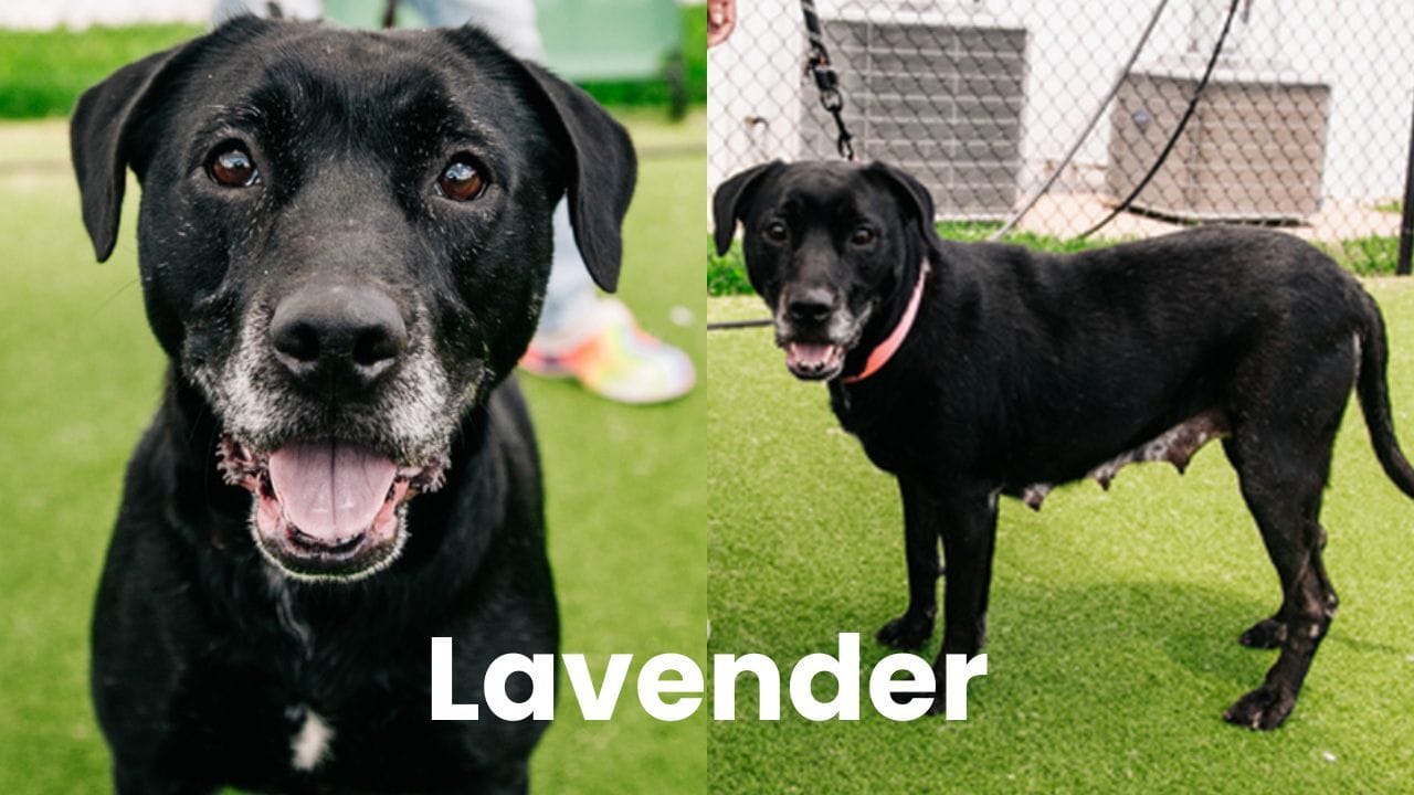 Lavender the dog