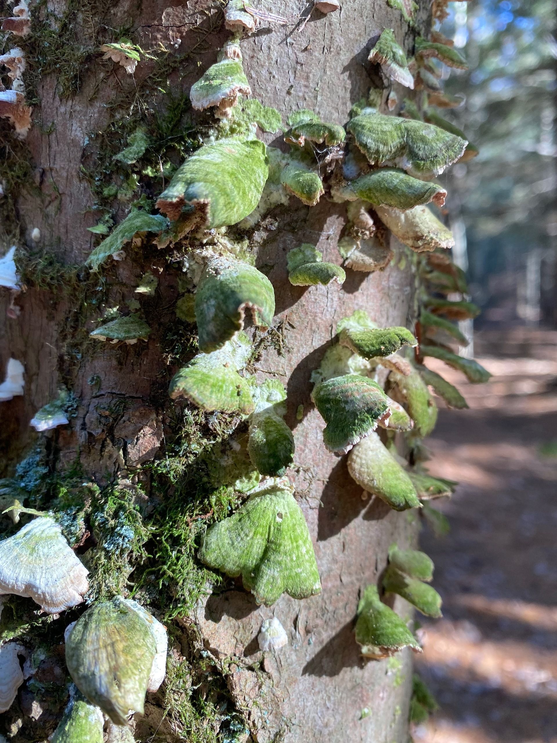 Many small green fungi, lots of them shaped like moths, on the trunk of a tree.
