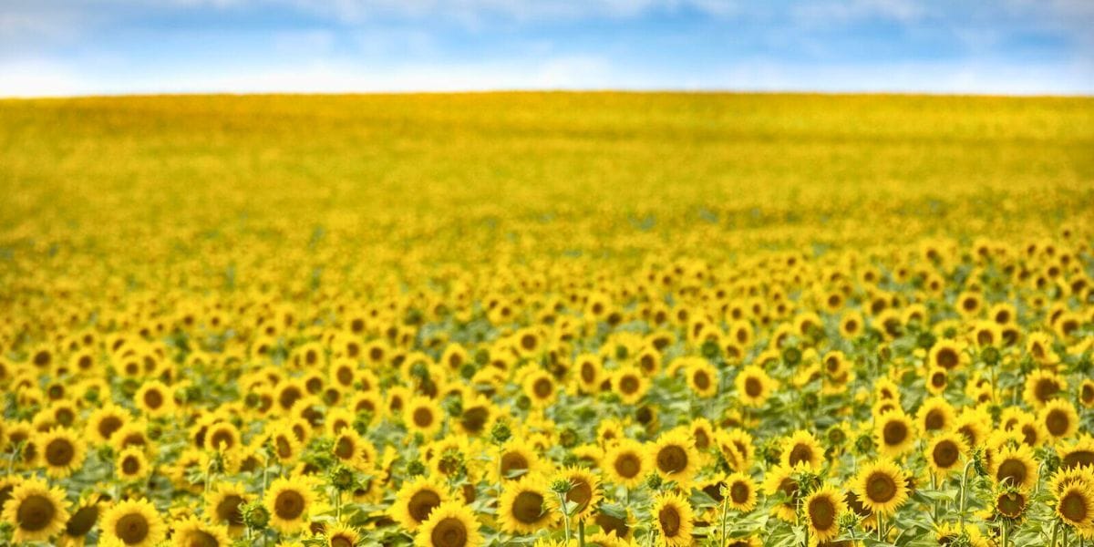 a field of sunflowers