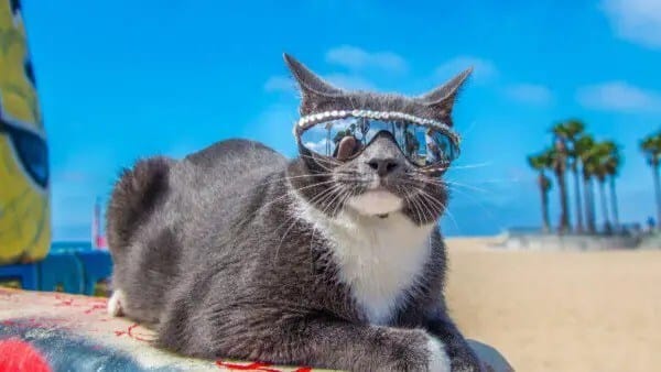 Bagel-sunglasses-cat-600x338