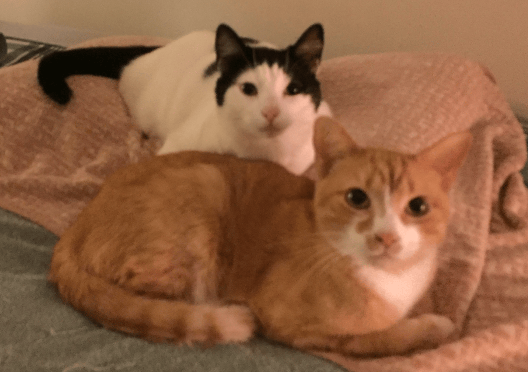 Two cats sitting on a bed together - one being black and white and the other orange