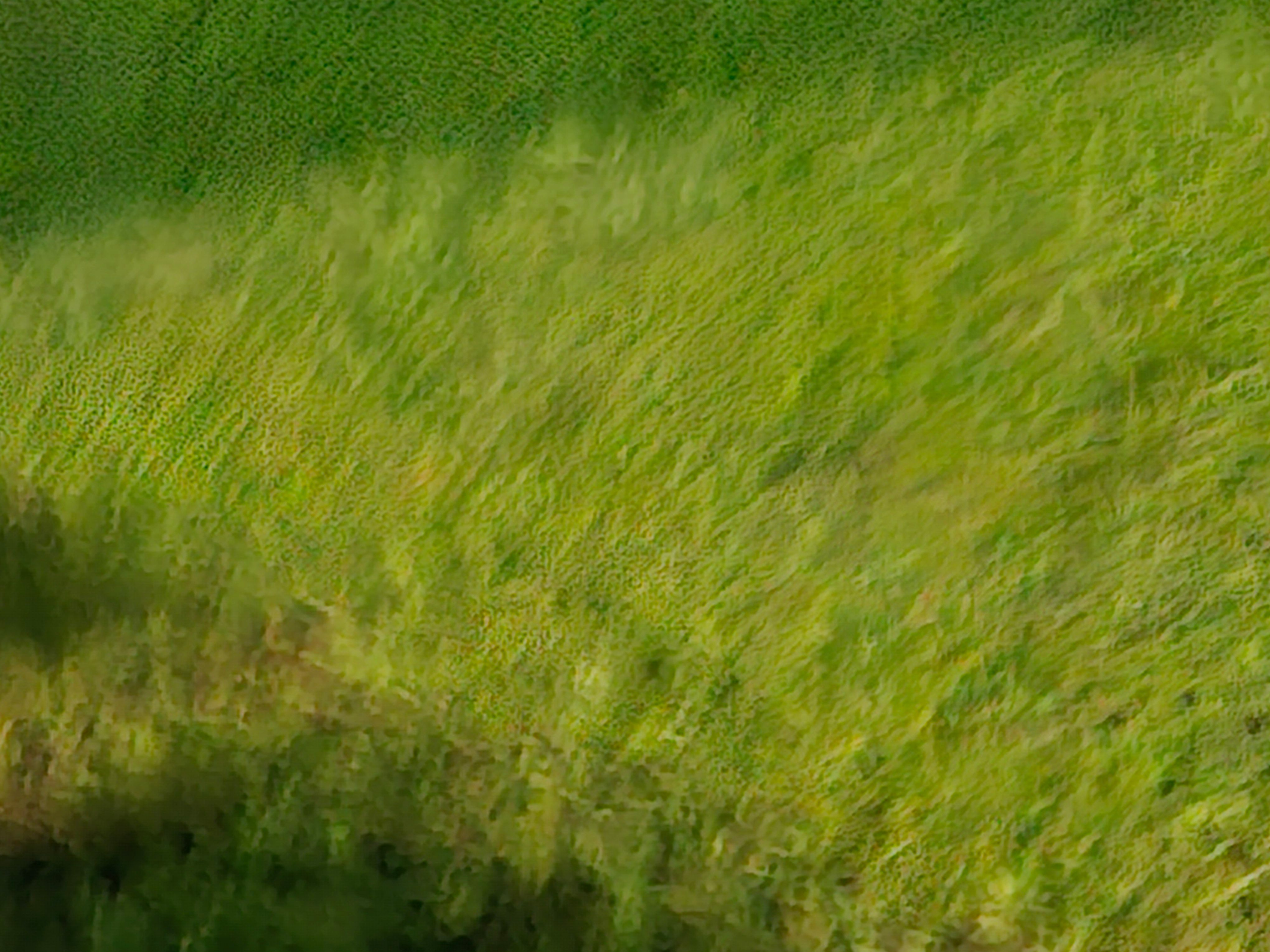 abstracted image of green grass