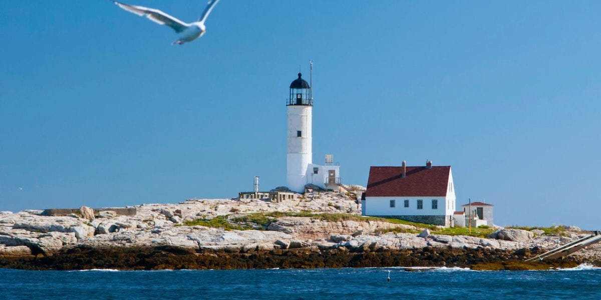 a bird flying Isles of Shoals, New Hampshire