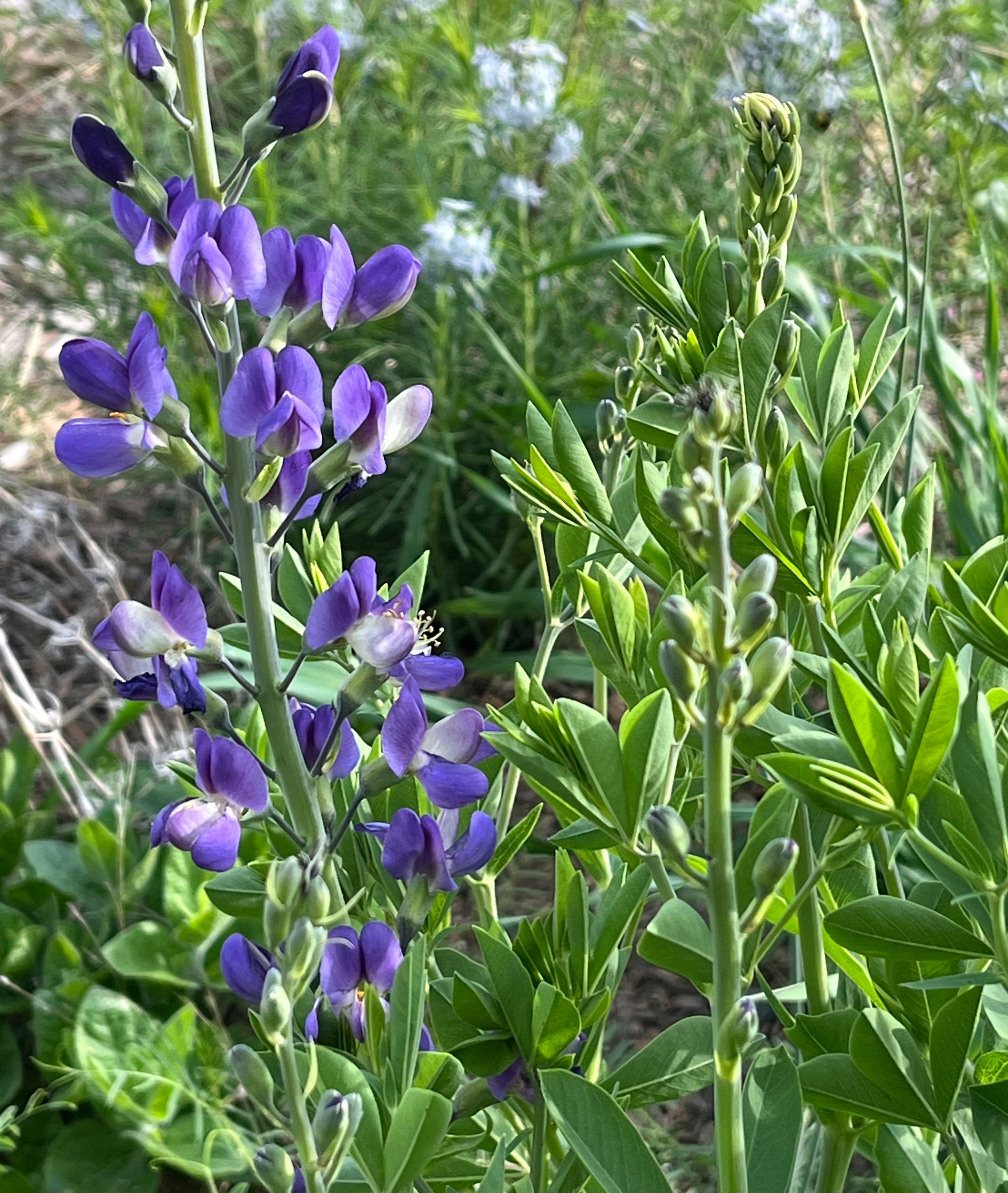 oval purple flower petals up a long stem grows out of green shrub