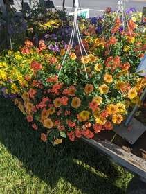 Spring Plant Sale