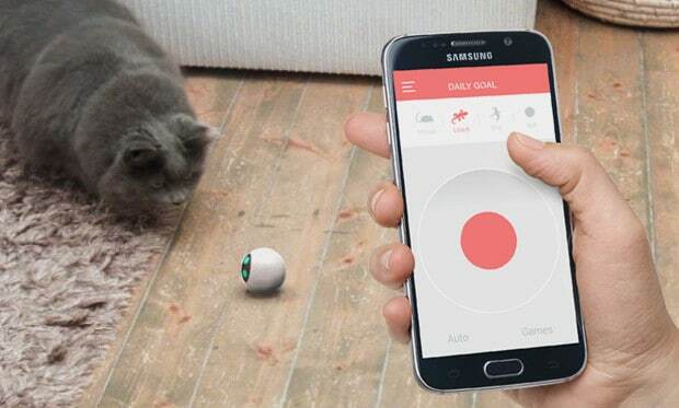 RollyCat connected object cat