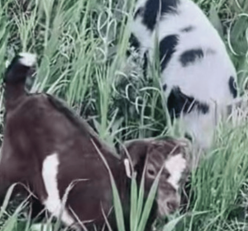image shows a goat and a pig