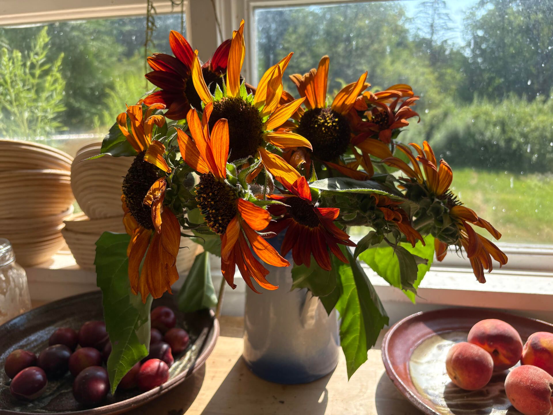 beautiful cut sunflowers on my baking table