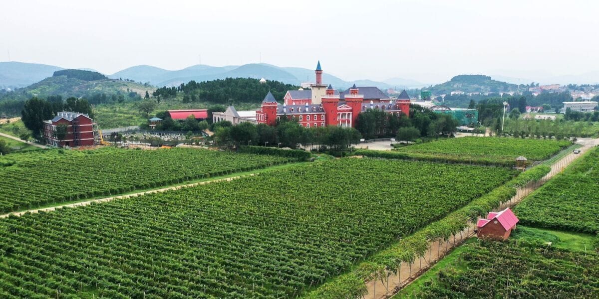 a vineyard in China