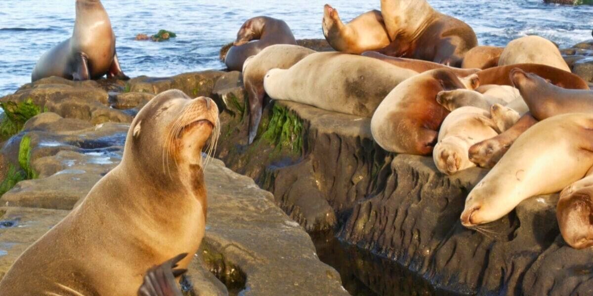 Sea lions lounging and napping
