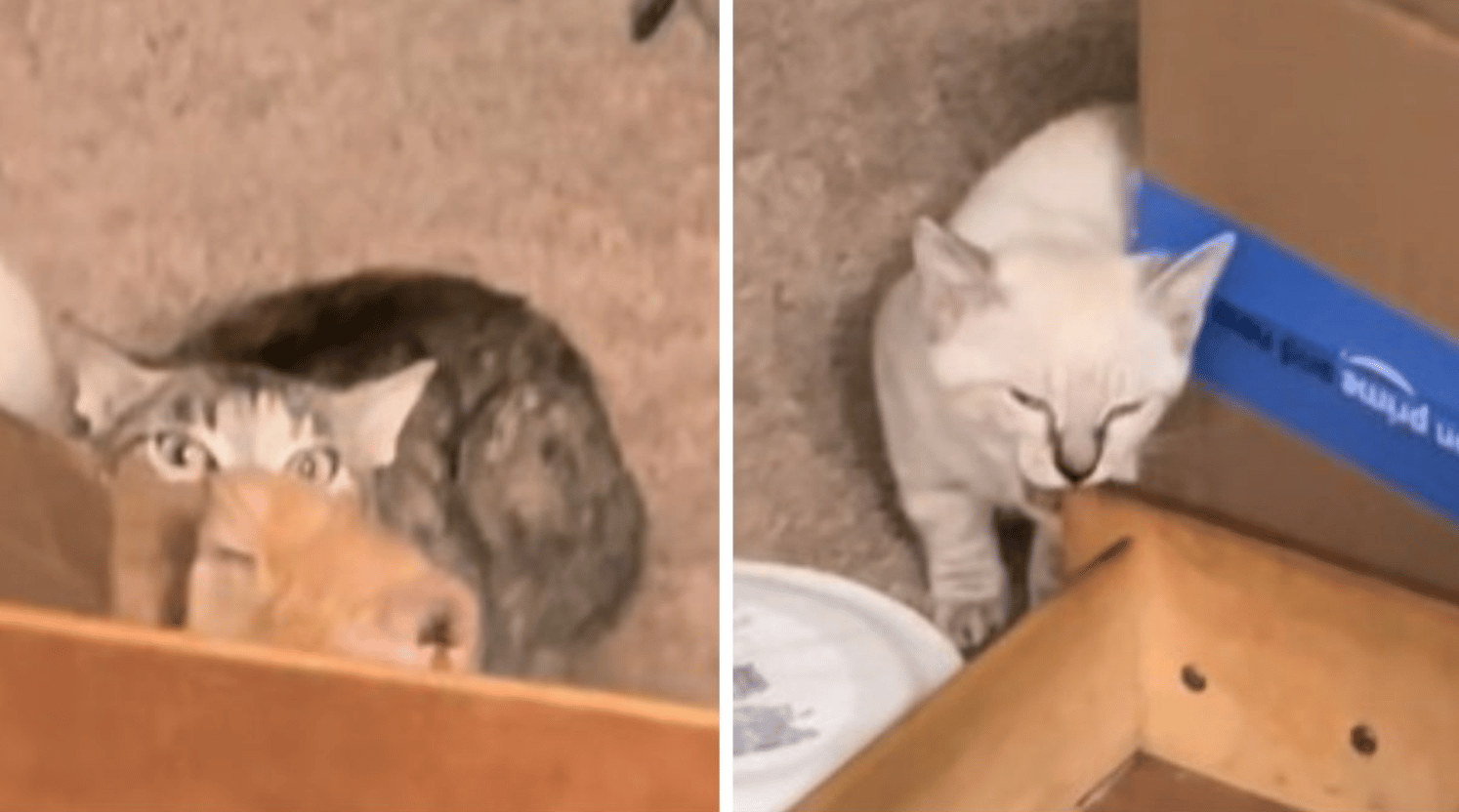 Image shows feral foster kittens hiding.