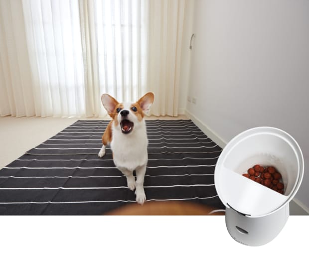 Furbo connected camera Dog Sitter