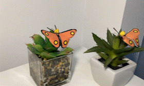 La mariposa Pony de Cuadradito y Circulito en la vida real