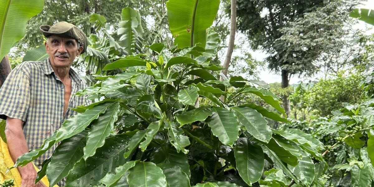 coffee farmer next to coffee plants