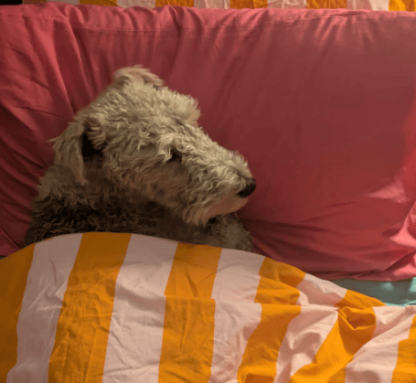 A fox terrier beneath a duvet and his head on a pillow.