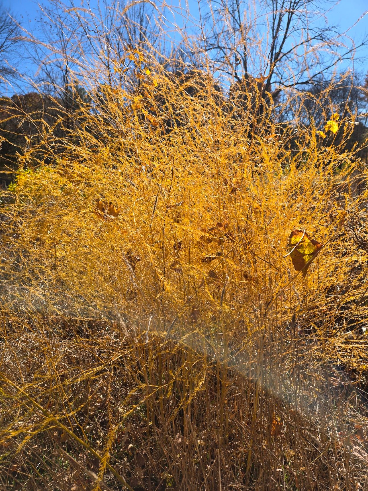 A bright orange stand of wild asparagus, seen against a blue sky on a sunny day