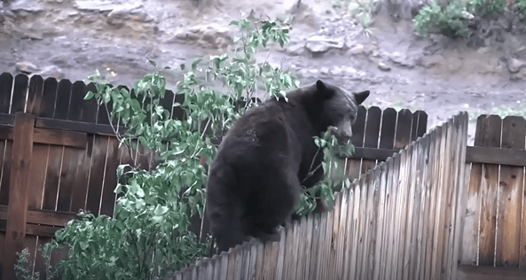 Bear in Mountain Shadows