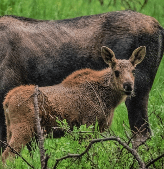 An adult moose eats grass as a moose calf stands right next to them, curiously gazing at the camera