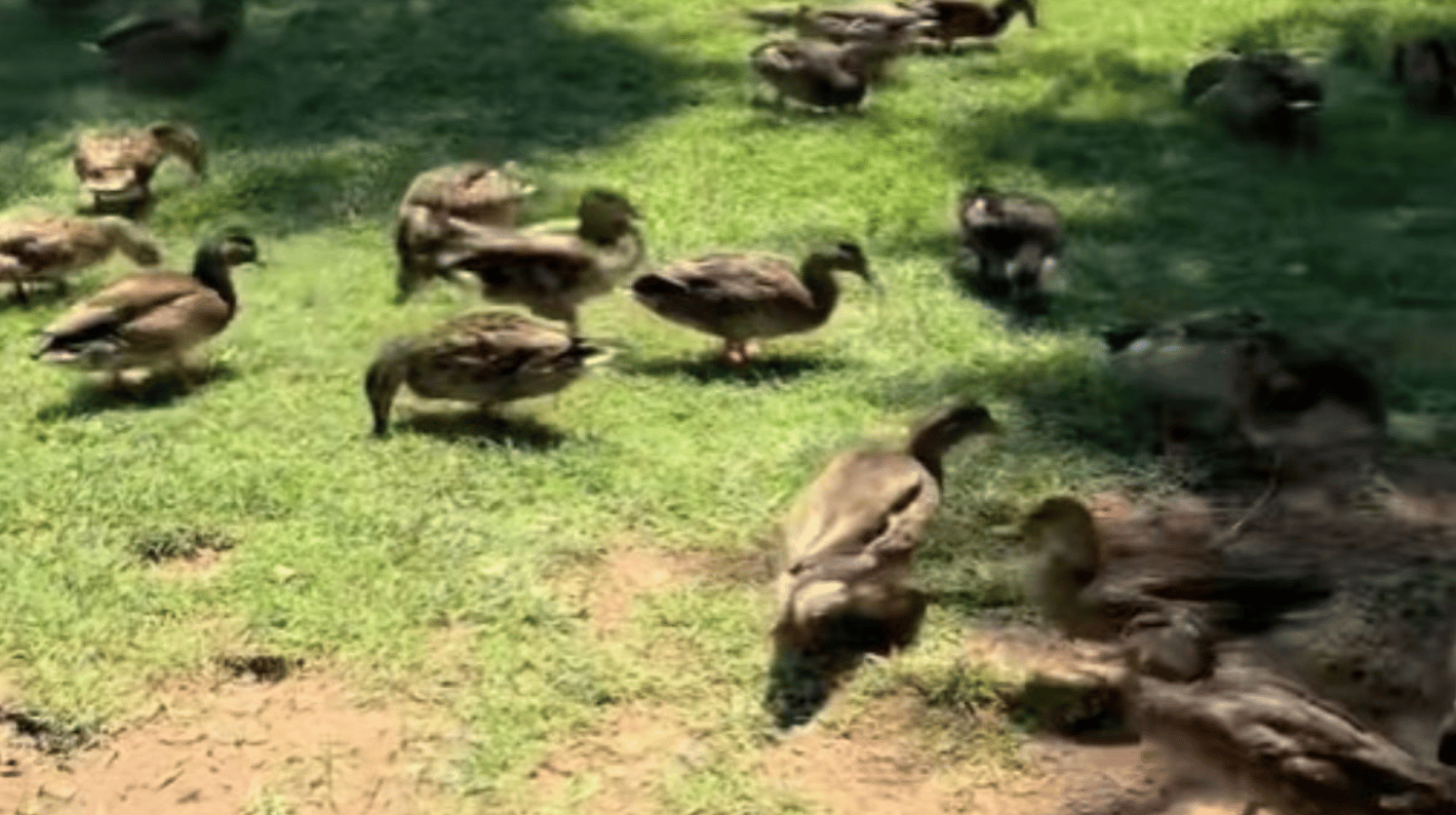 Image show a flock of ducks fed by their "dad" every day.