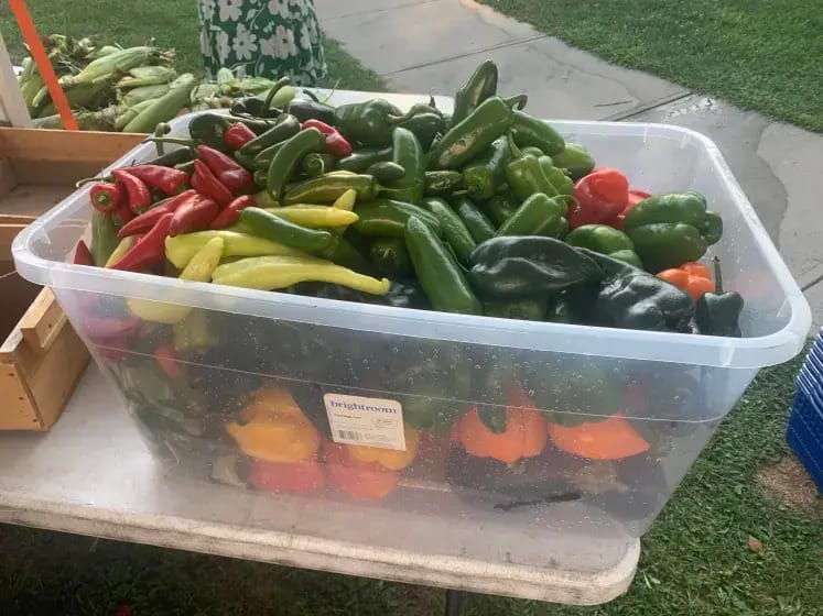 A large plastic tupperware full of peppers of different colors.