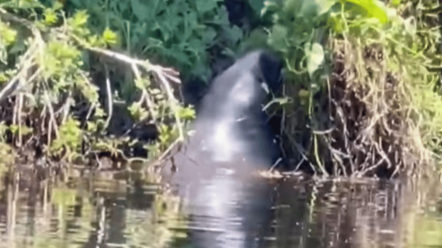 Image shores a manatee eating grass from a marshy shoreline.