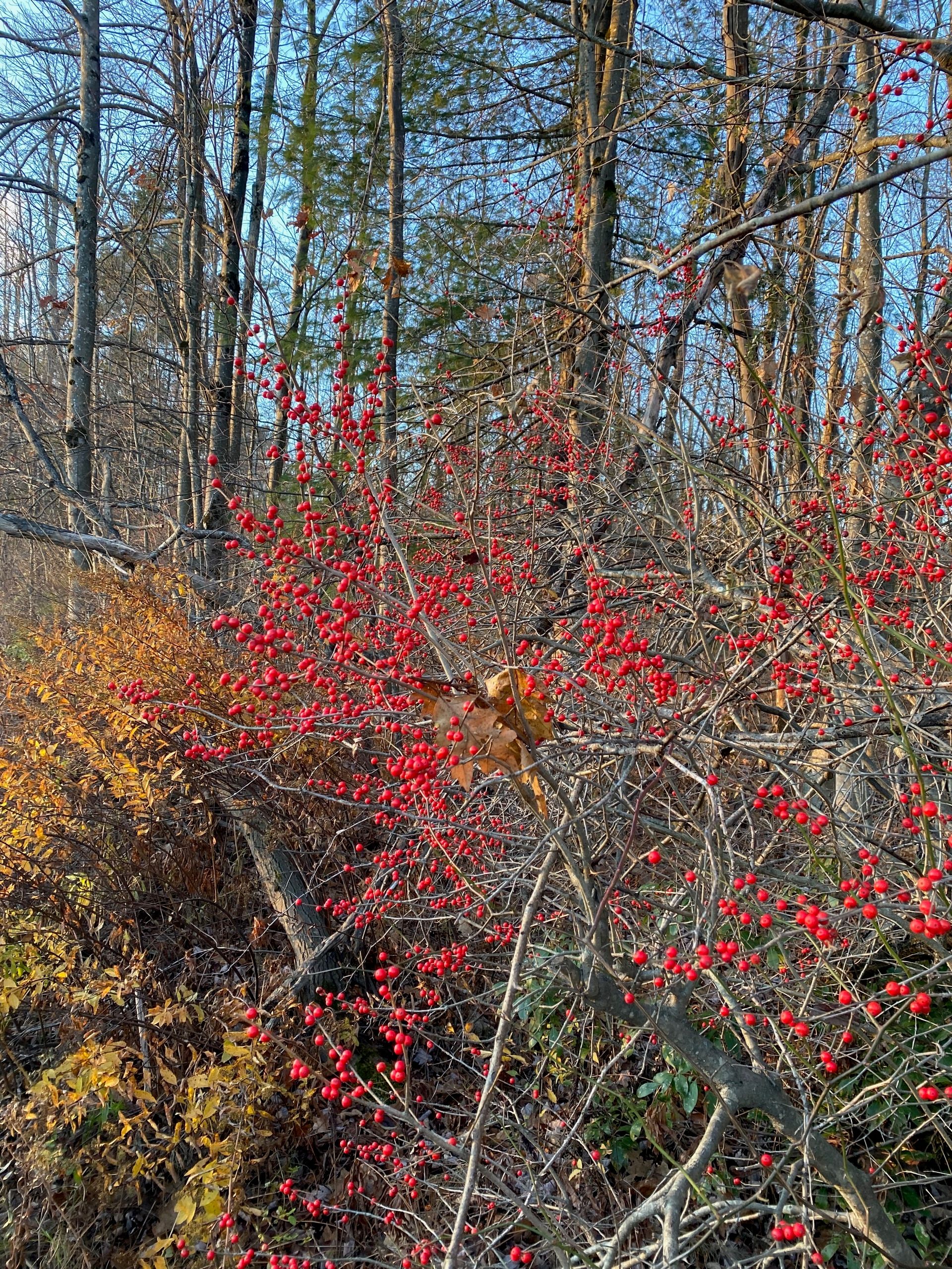 A bright bush of red winterberry next to a yellow shrub and some bare trees in front of a blue sky.