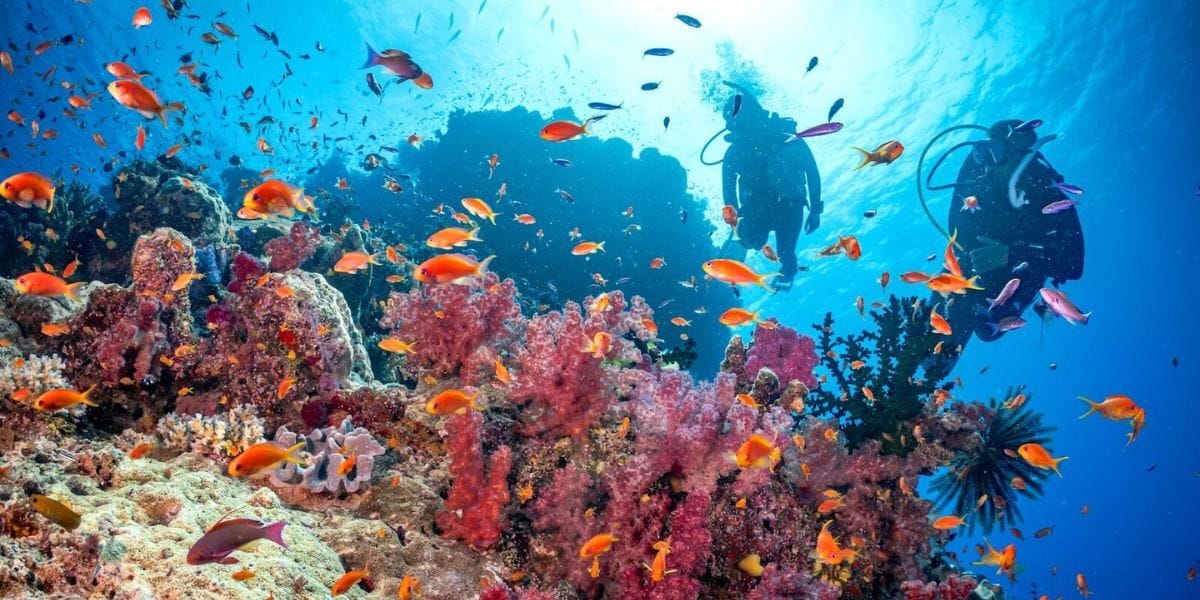 two scuba divers around some coral