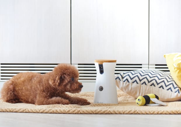 Furbo connected camera Dog Sitter