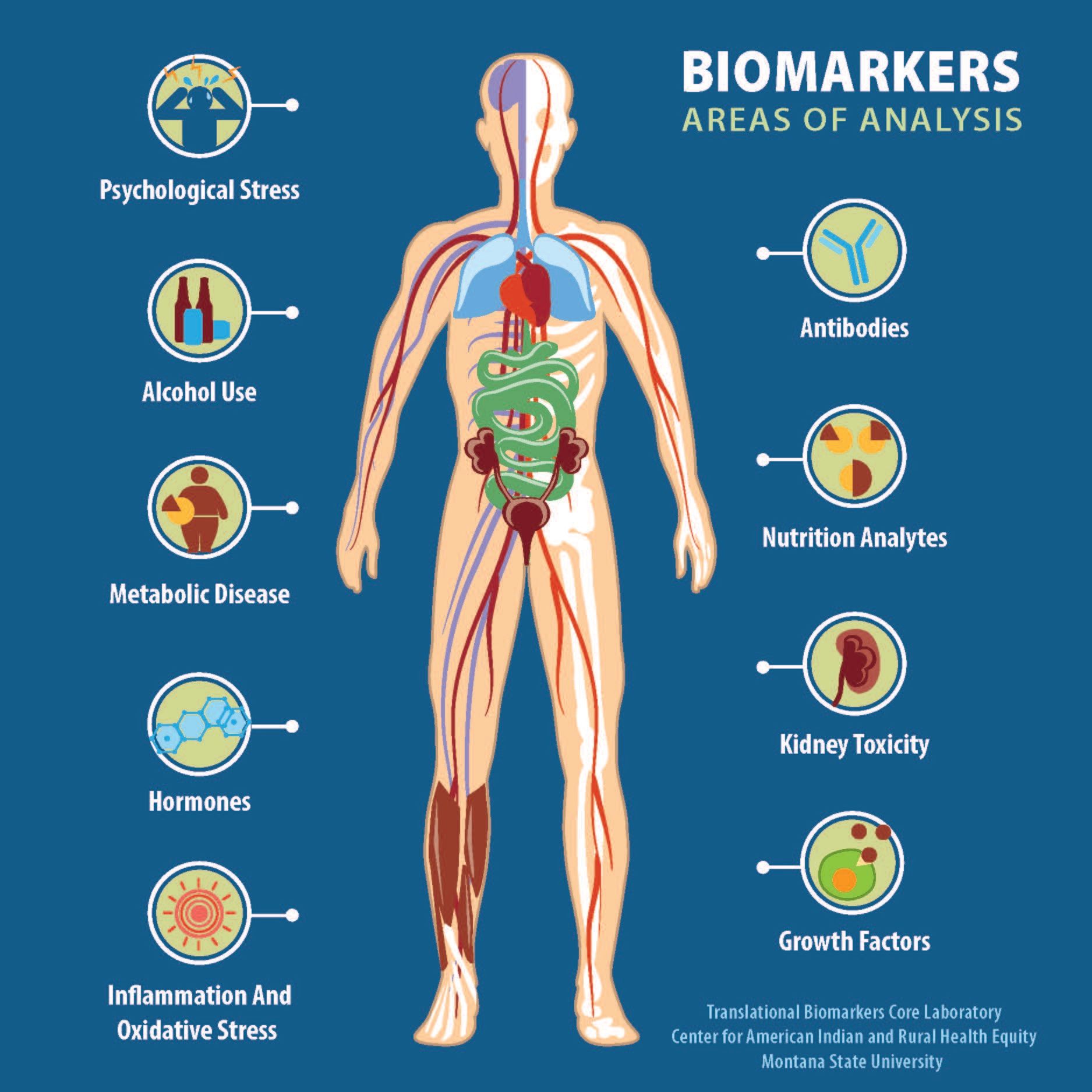 Longevity Biomarkers Infographic