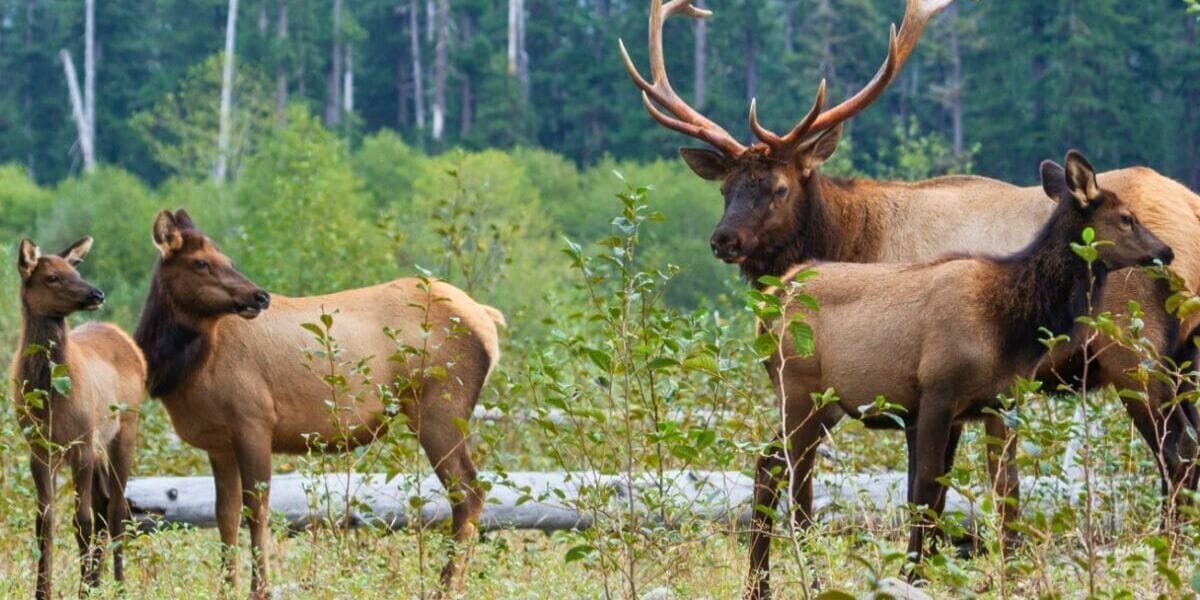 an elk herd standing in a national park