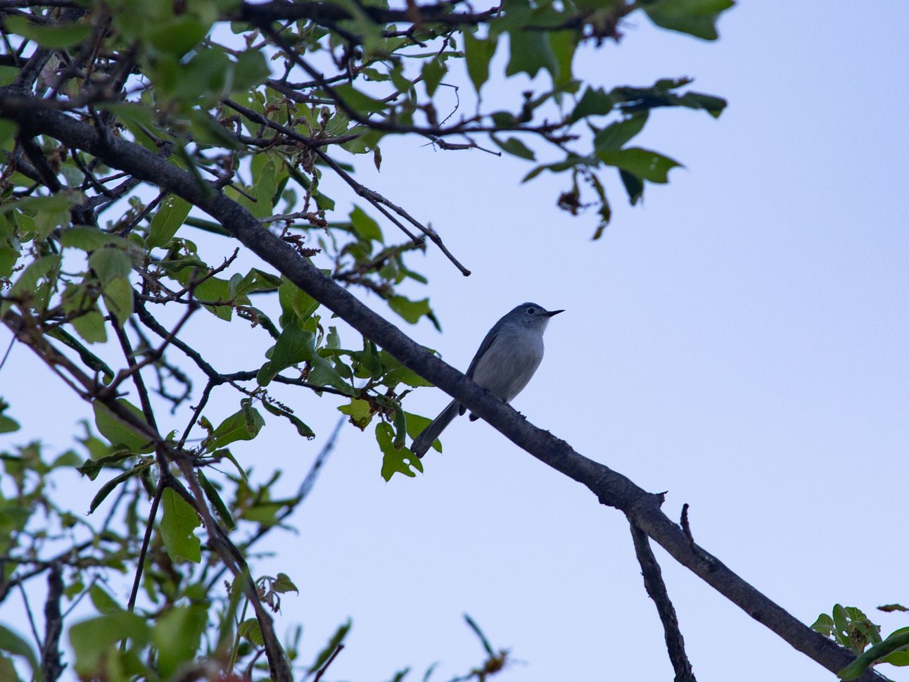 A very small grey bird with a long beak sits on a branch.