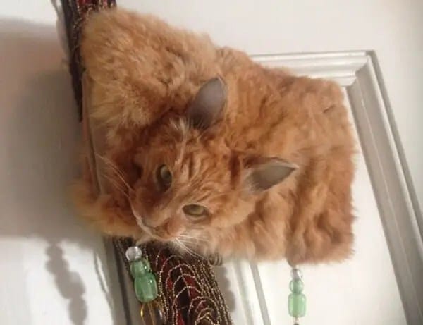 dead-cat-handbag3-600x461