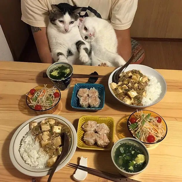 gatos-observando-humanos-cenar-naomiuno-5