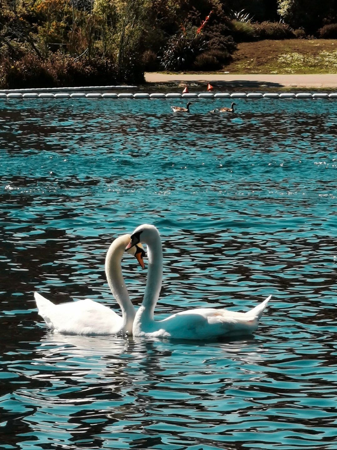 Valentine swans 
