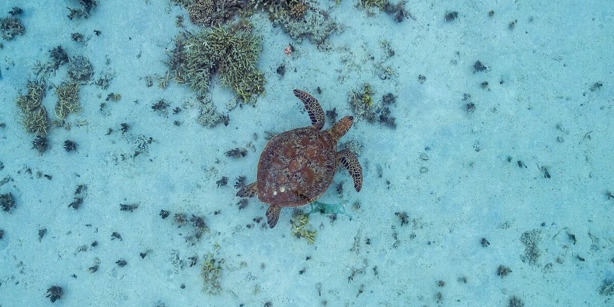 turtle swimming in the ocean