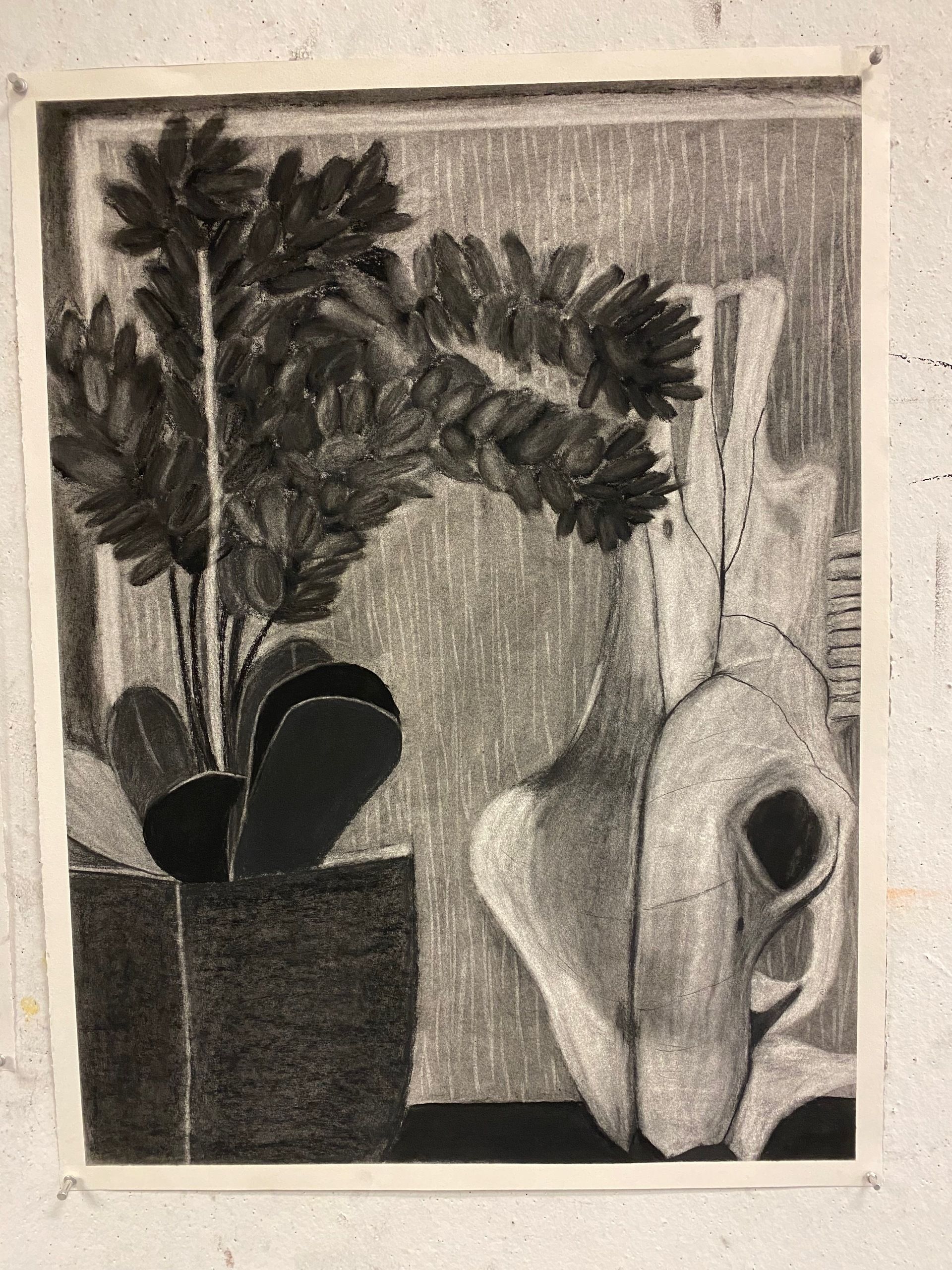 A charcoal stil life of a potted fake plant wit thick oval leaves next to a cow skull..