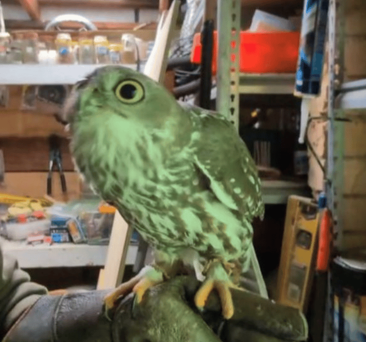 a barking owl being shown things he's never seen before