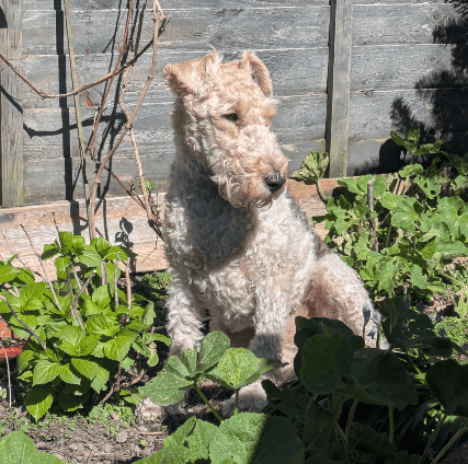 A fox terrier sitting in a sunny garden.