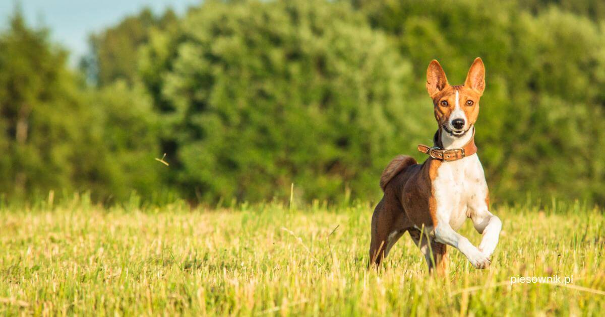 pies rasy basenji biegnący po wysokiej trawie