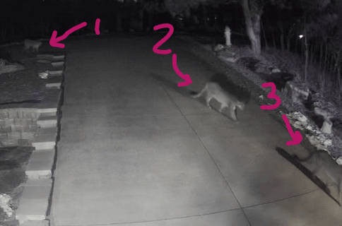 Wildlife Alert in Rockrimmon